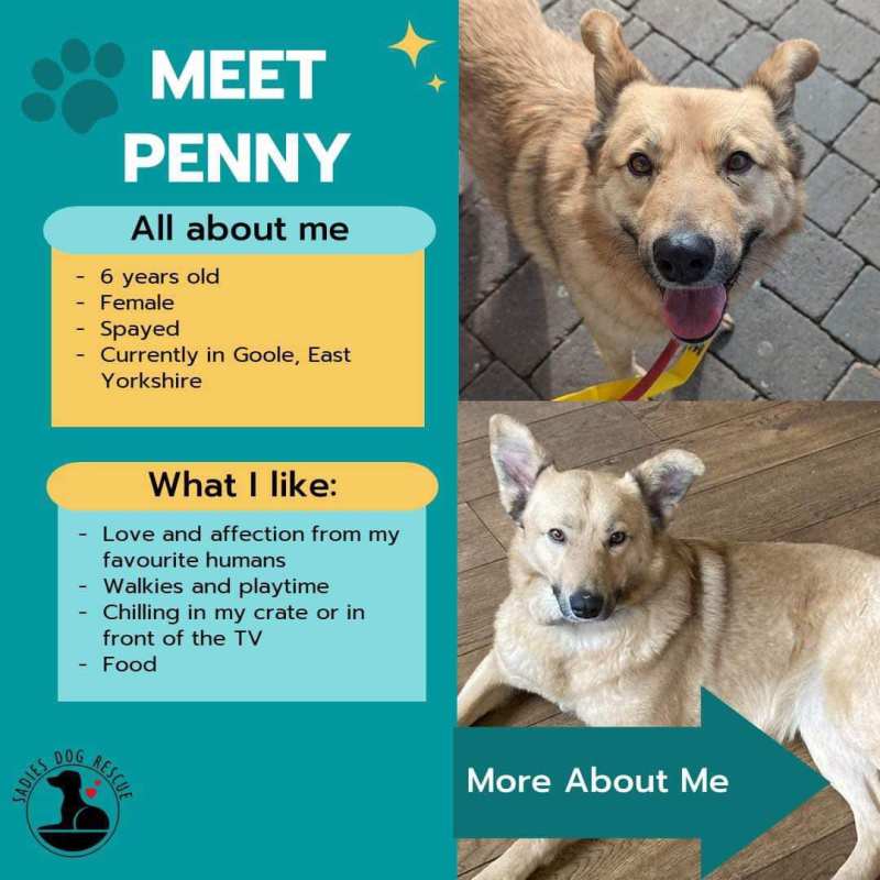 Our Dogs Needing Homes Sadies Dog Rescue